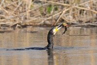 Phalacrocorax carbo (Cormorano con preda)2